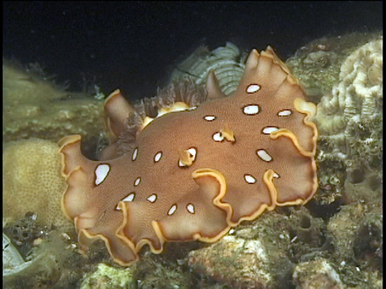 Baptodoris ocellata